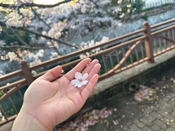 桜が