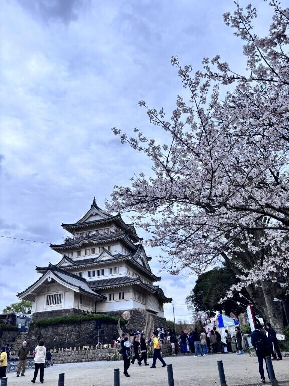 今日は桜まつりに?明日はお店に?