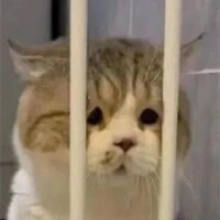 ましろ