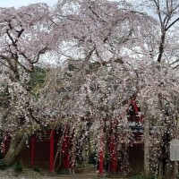 あおい