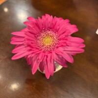ごめんなさい?