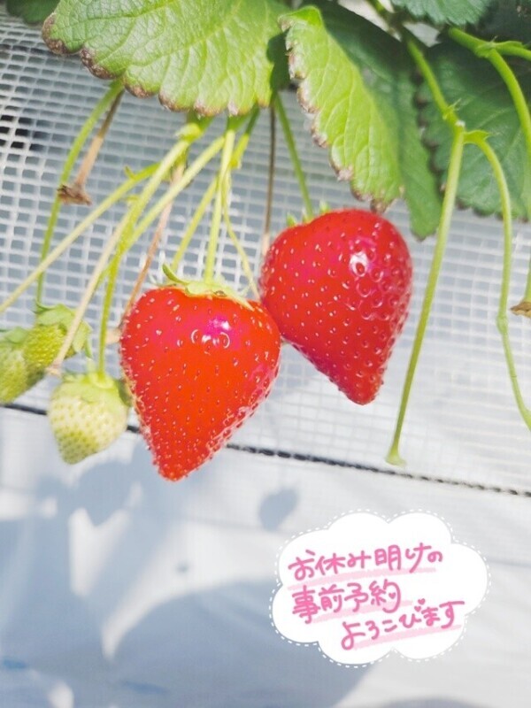 休日‪𝐃𝐚𝐲‬🍓