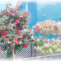 るり