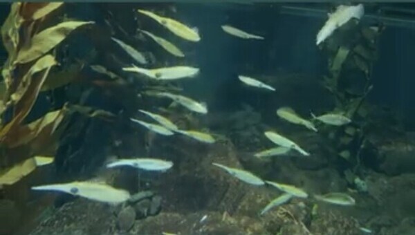水族館で1番好きなのは？