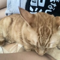 のぞみ