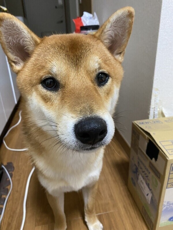 こむさんはぴば