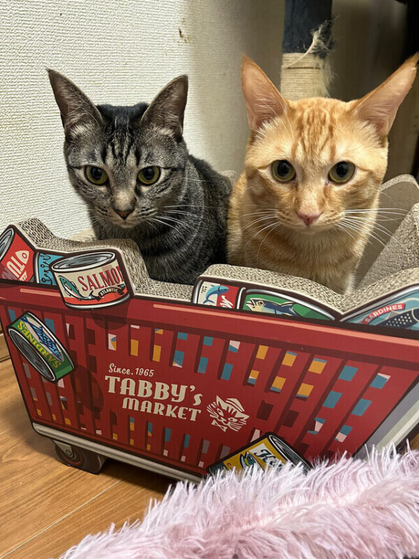 次回0時40分頃〜🈳