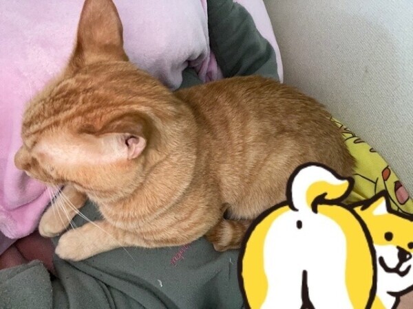 次回20時45分頃〜🈳