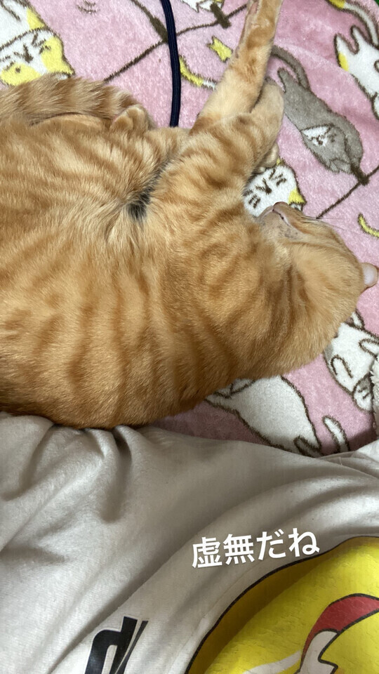 次回0時20分頃〜🈳