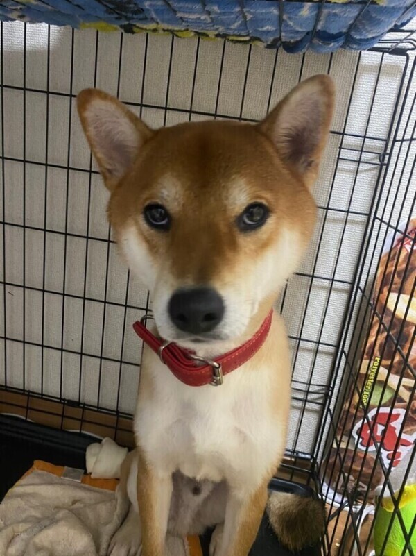 下着泥棒いっぬ