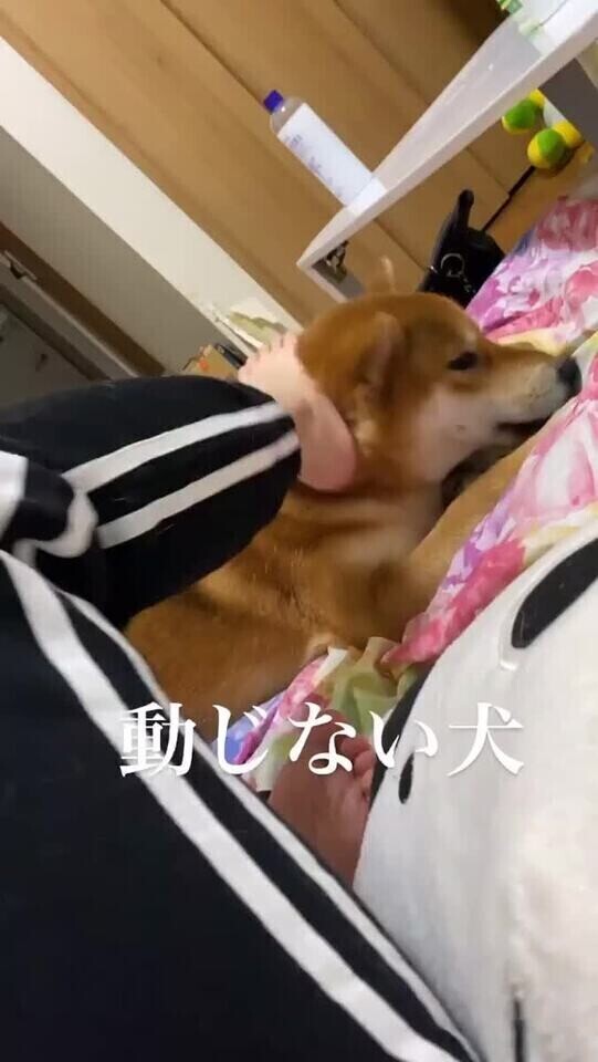 飼い主に似るってこと？？