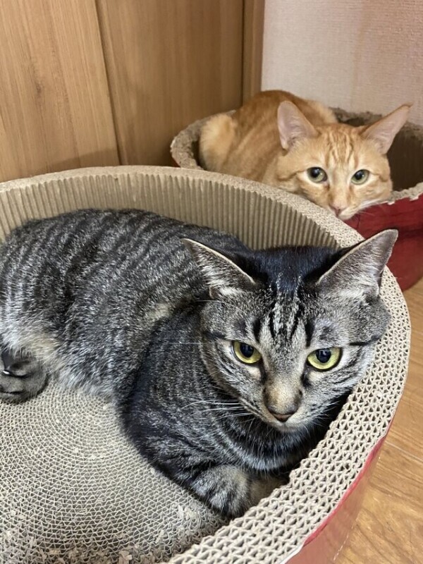 次回0時頃〜🈳