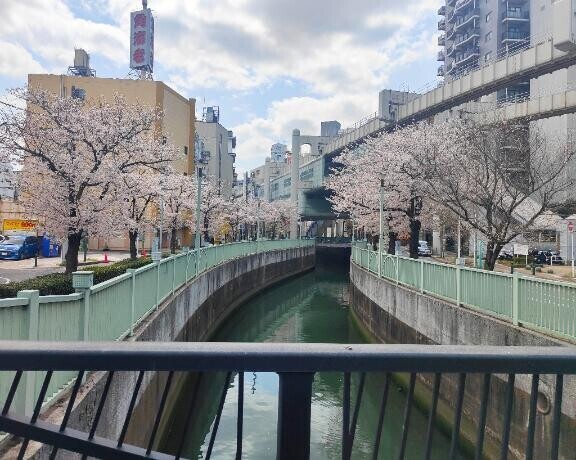 見頃だね