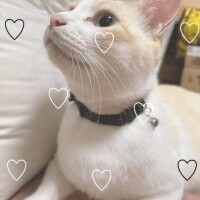 今日は世界猫の日???