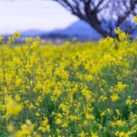 植村ちはる
