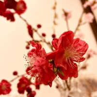 小桜しろ