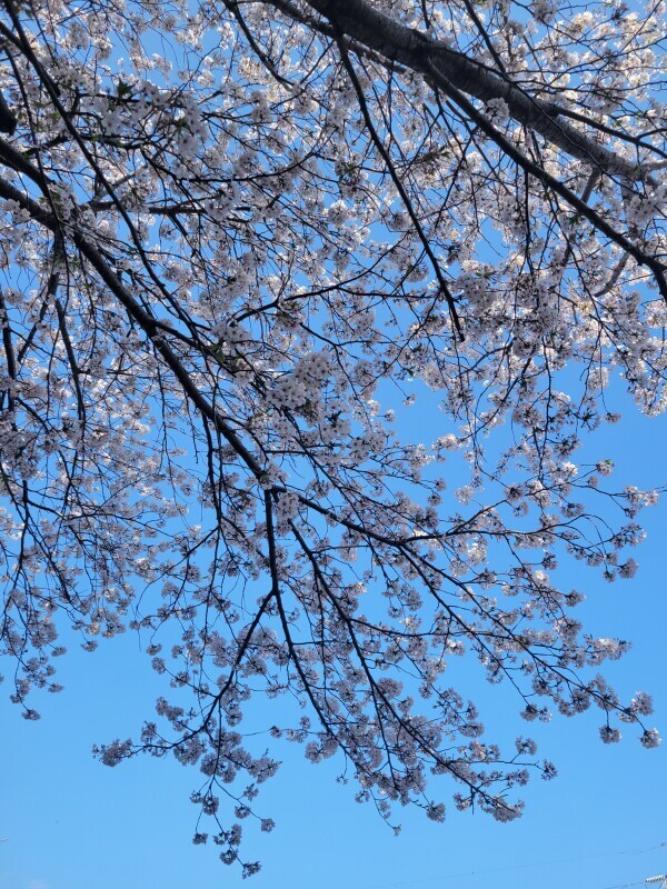 満開
