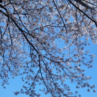 まな