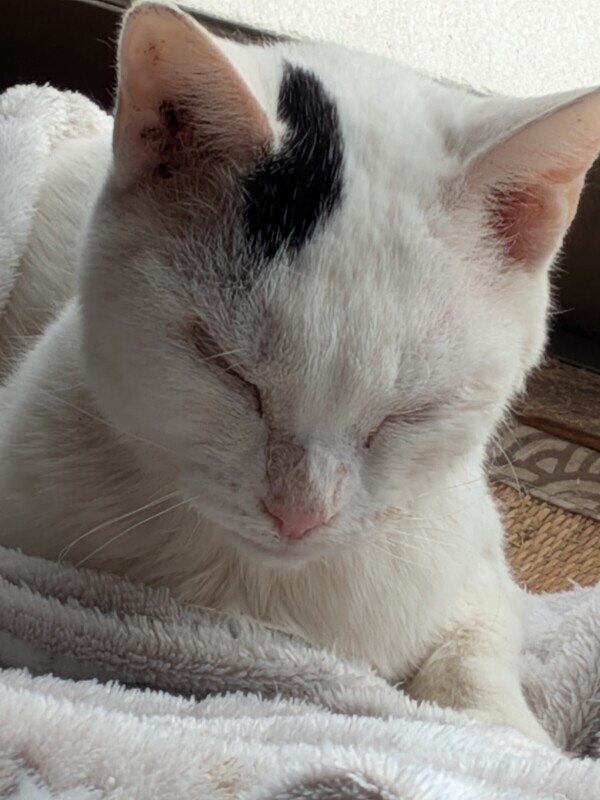 だんご、だんご、だんご、だんご