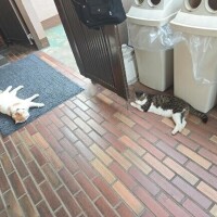 看板猫としてのプロ意識が凄い?