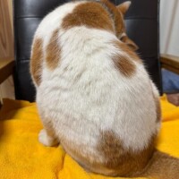 明日からも(? ??_??)?