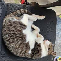 8月8日は世界猫の日??