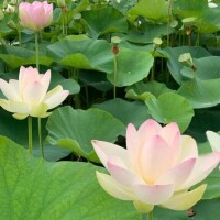 ひかる