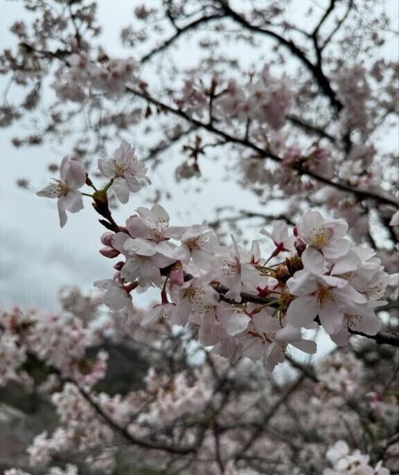 桜咲いた