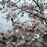 ひかる