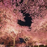 ひかる