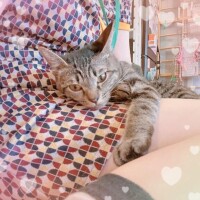 ねねこ
