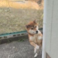 ひかる