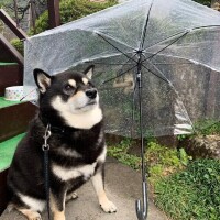 ひかる