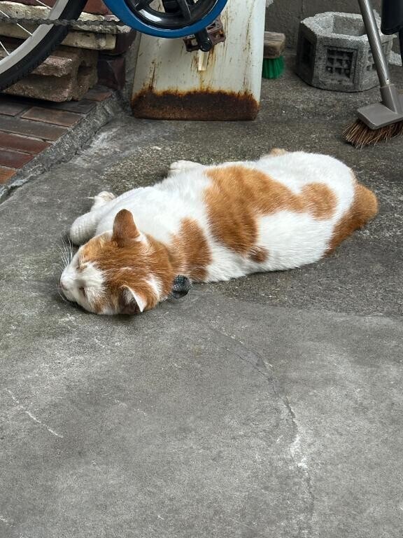 もんじ部長が暑くて伸びてました。