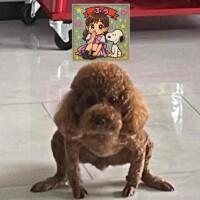 日記を見るのが面倒なお兄様は…