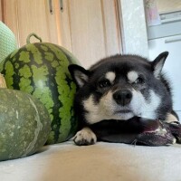 暑いっ