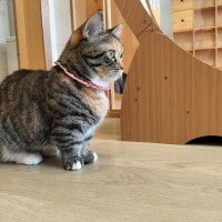 はなび