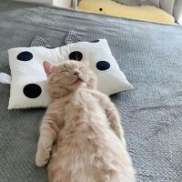 ひかる