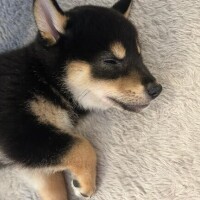 ひかる