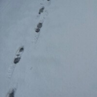 ｼｭｼｭｼｭ??