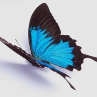 バタフライエフェクト