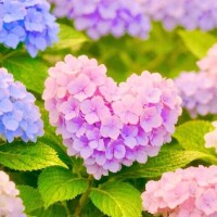 梅雨
