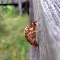 ひかる