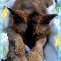 じゅん