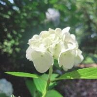 ひかる