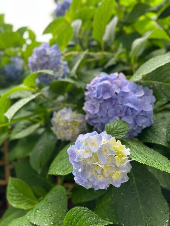 ゼロ票確認って知ってる？