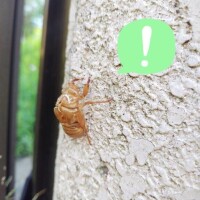 ひかる