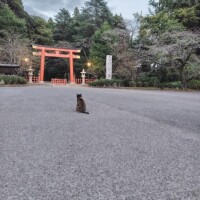 ひかる
