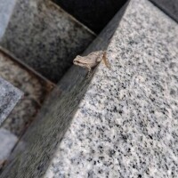 ひかる