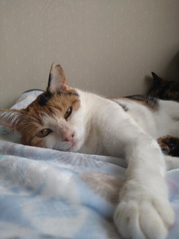 2/22（日）出勤しましにゃ??^???????^??